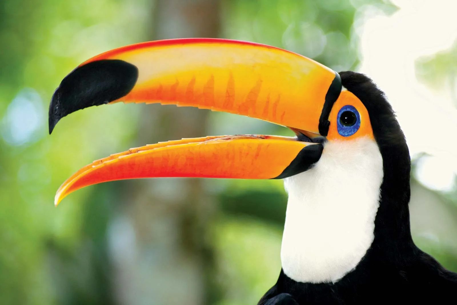 Toucan